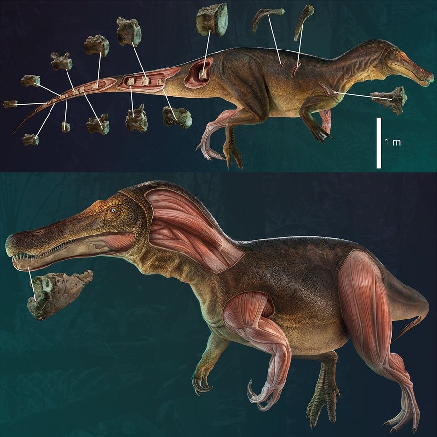 Novo dinossauro português com 130 milhões de anos descoberto no Cabo  Espichel - Renascença